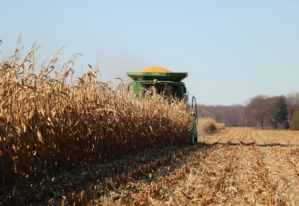 Combine in corn field