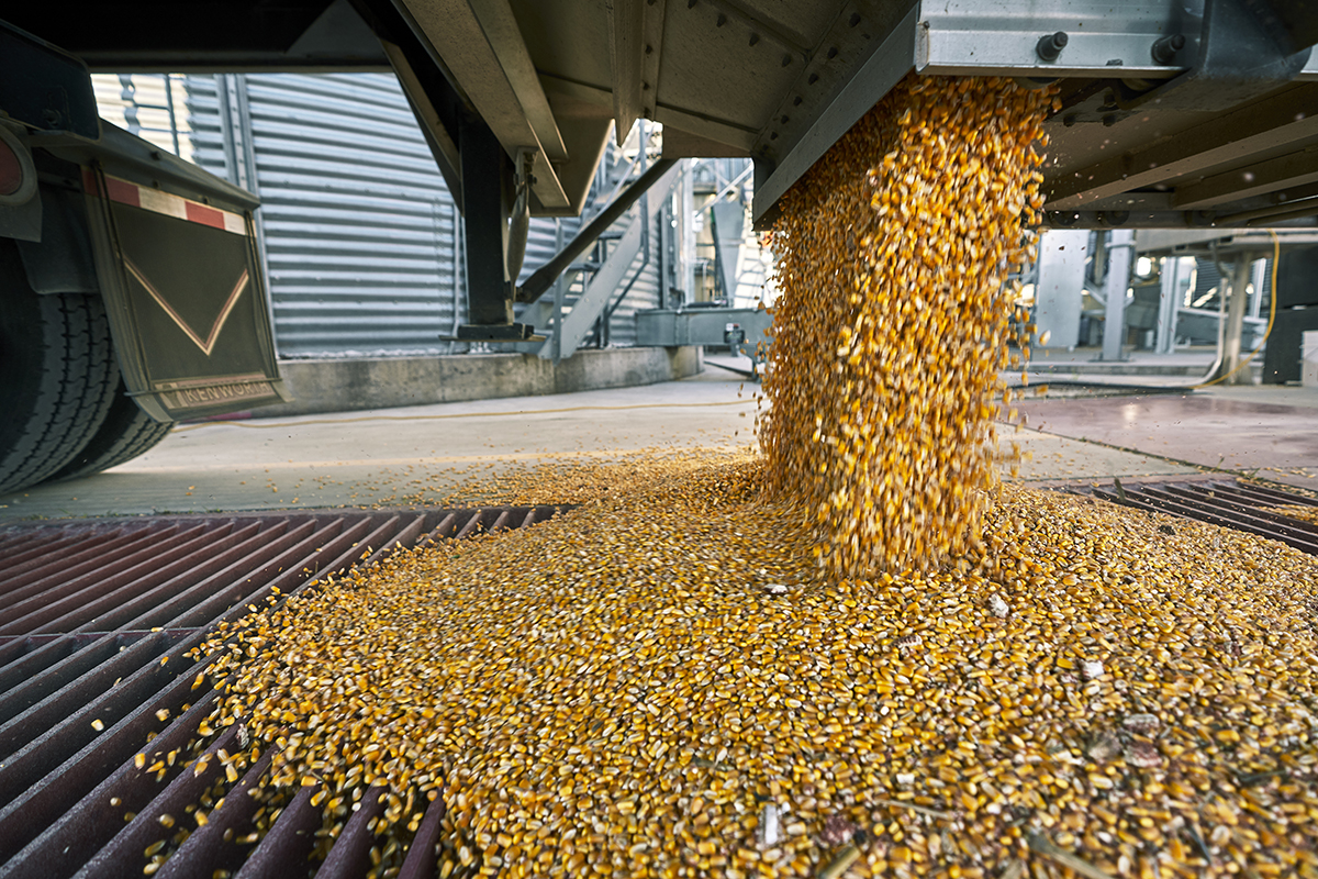 Corn grain falling from truck