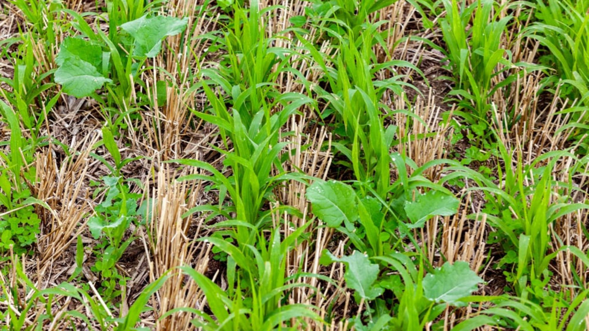 Cover crop