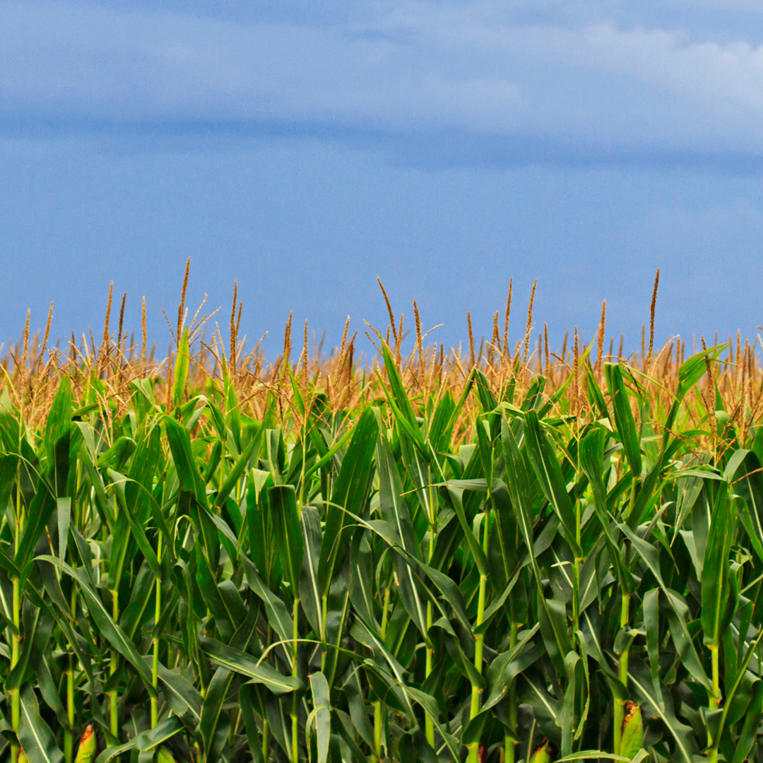 Corn field