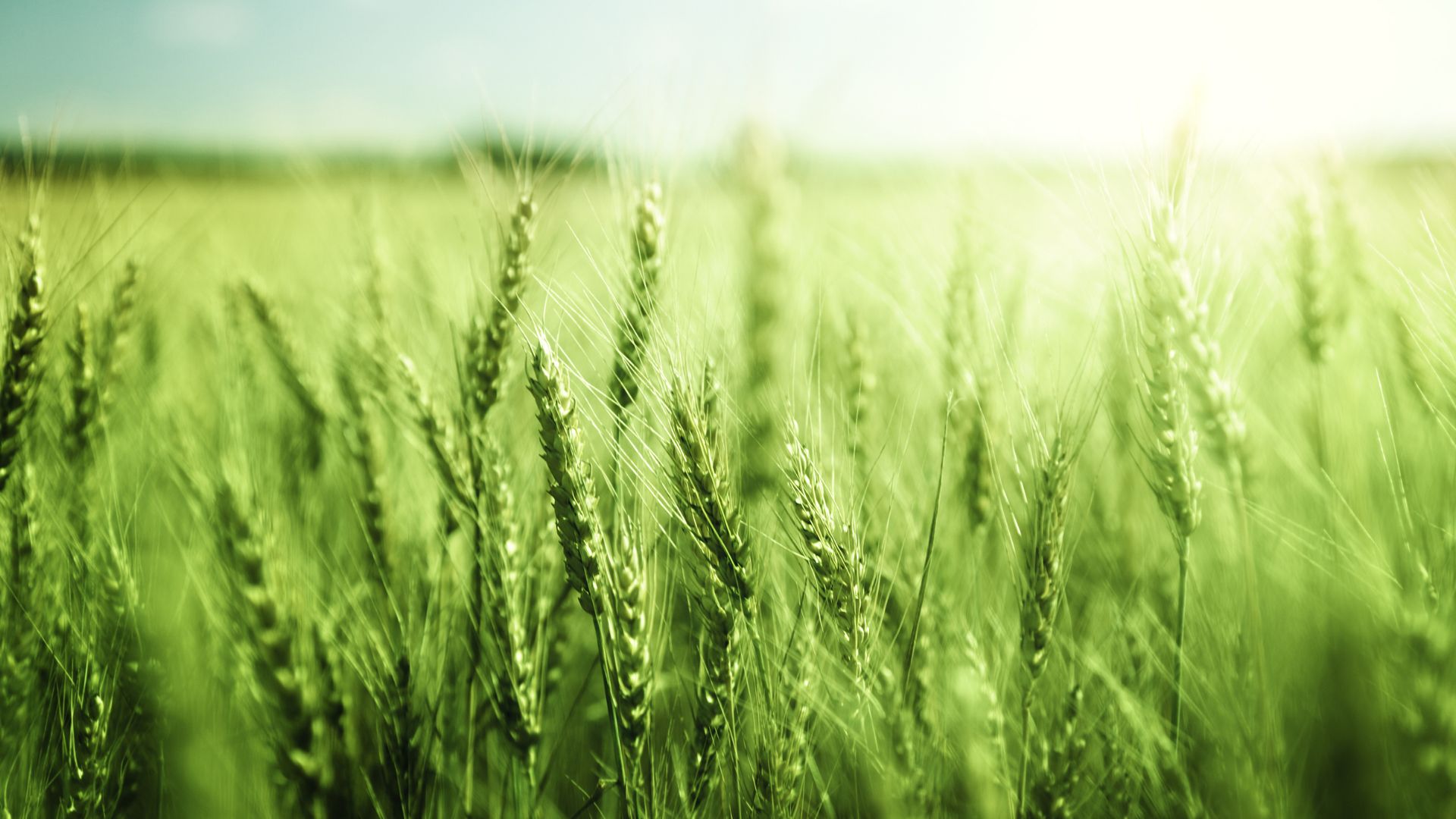 Green health wheat