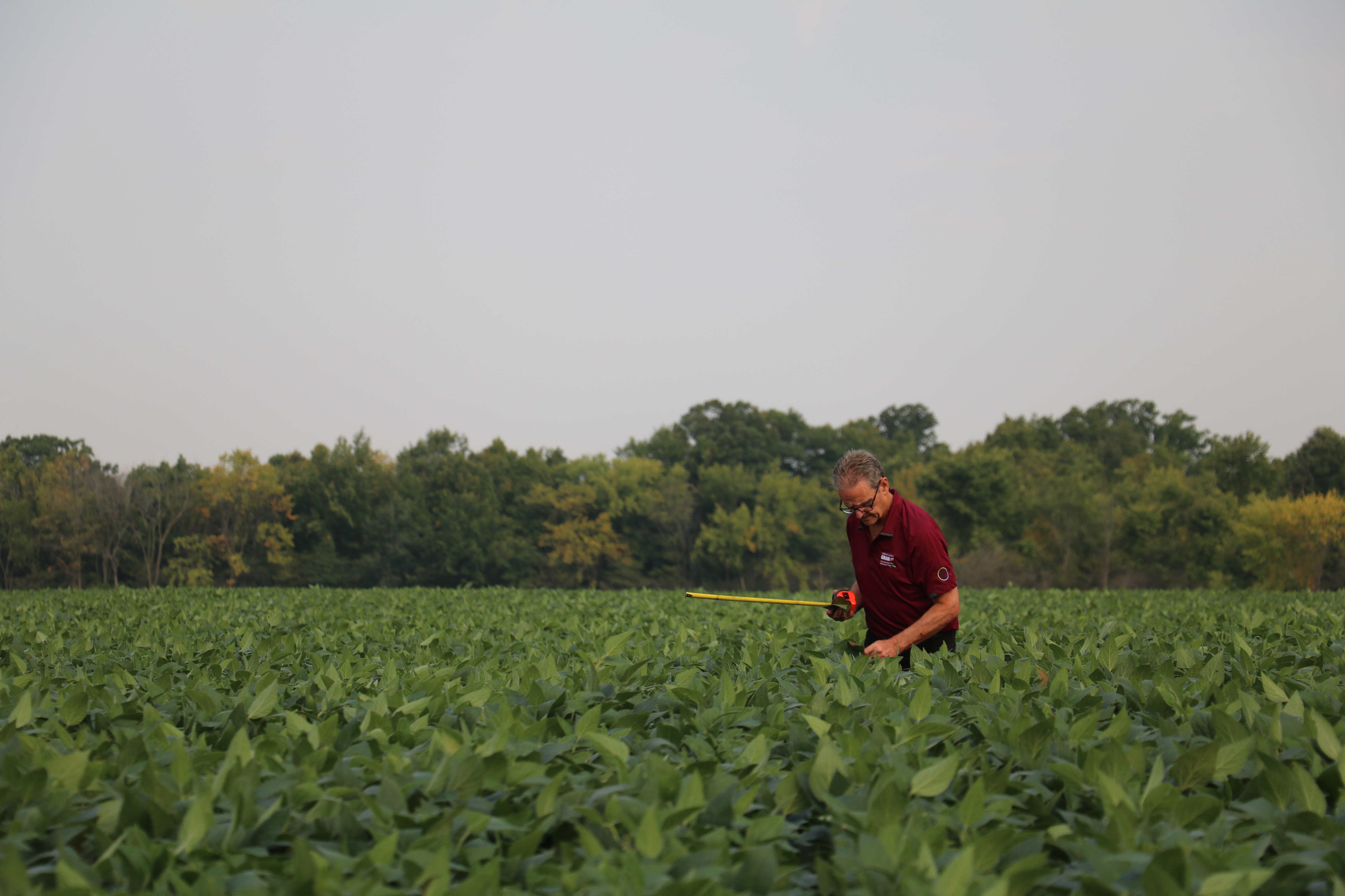 Person in soybean field with tape measure.