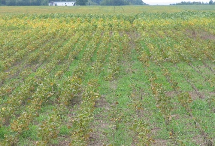  Soybean Cyst Nematodes