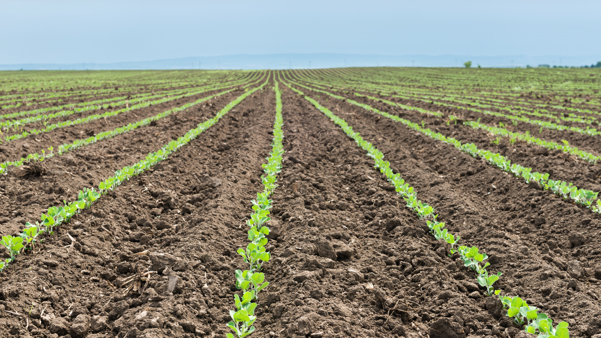 Soybeans coming out of the dirt in rows.