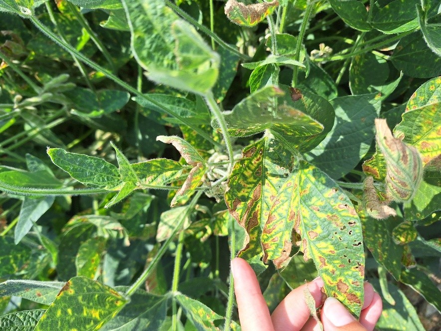 Sudden Death Syndrome Soybeans