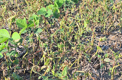 Weeds in a field