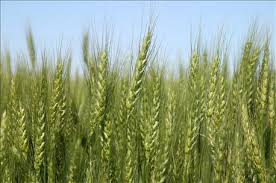 Wheat field